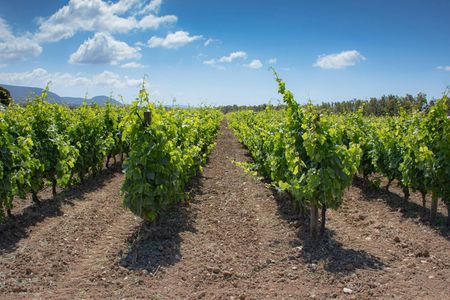 Vineyard walk and wine tasting with aperitif in Alghero