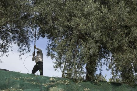 Half-day olive oil harvest experience with lunch and tasting