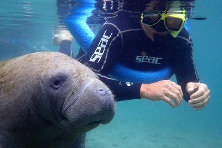 Manatee snorkeling with in-water photographer in Crystal River