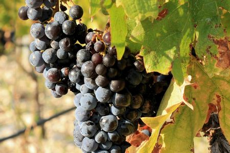 Dalmatian delights food and wine tour with Šibenik sightseeing