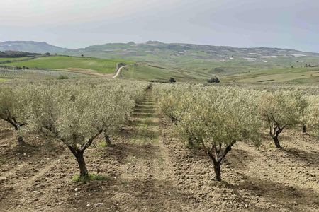 Oil and food tasting in the province of Agrigento