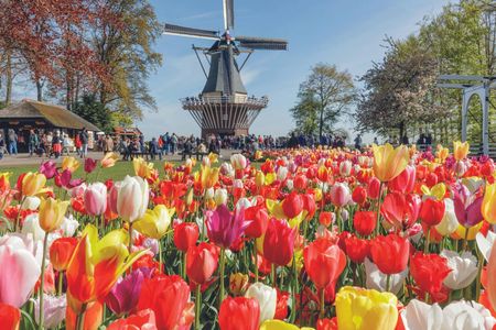 Tour from Amsterdam to the windmill village Zaanse Schans and Keukenhof