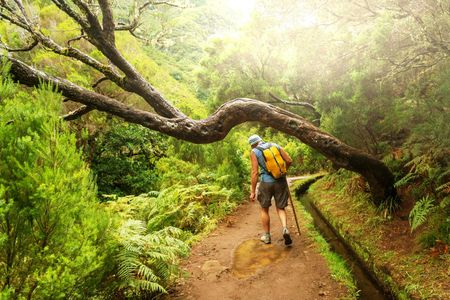 Half-day guided levada walk to Vale Paraíso and Rochão