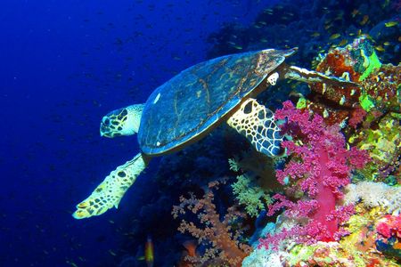 Blue snorkeling cruise with breakfast and lunch from Hurghada