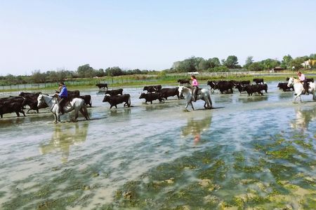 Sable de Camargue half-day minibus tour with horse ride