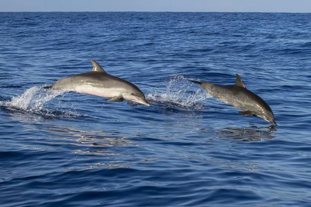 Boat trip in Poreč Riviera with dolphin watching and drink