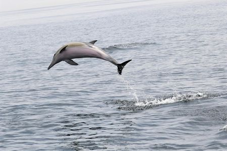 Dolphins and whales watching experience in Portugal