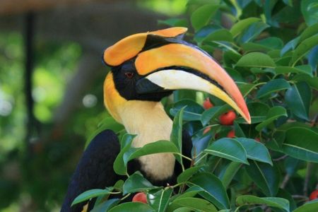 Birdwatching half-day tour in Langkawi