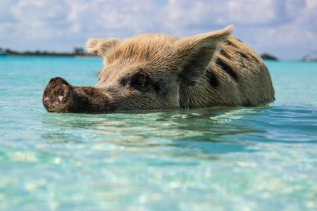 Grand Bahama tour with optional Pig Beach visit