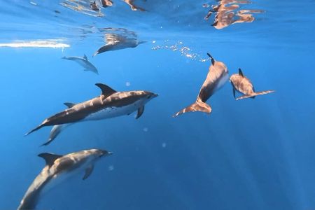 Lanzarote dolphin and whale watching four-hour boat trip