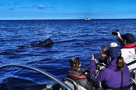 Whale watching in Terceira