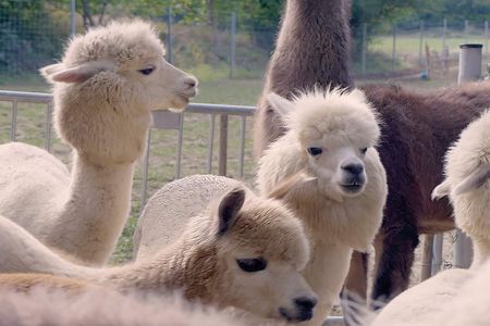 Alpaca and llama hike in Mödling Vienna