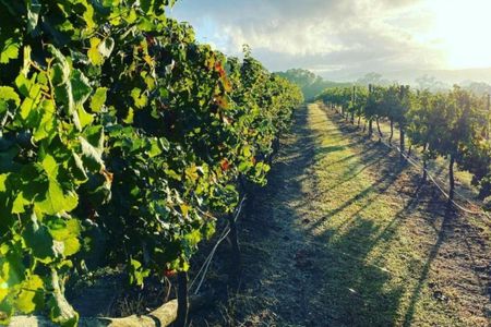 Guided Noosa Hinterland experience
