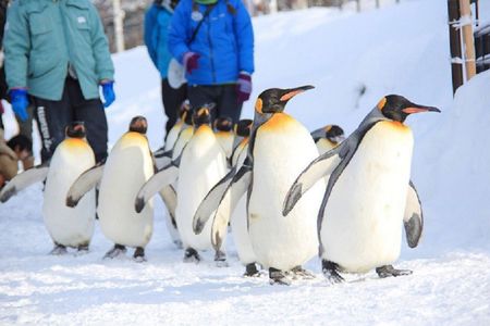 Guided Trip to Asahiyama Zoo, Furano, Biei Blue Pond, Ningle Terrace