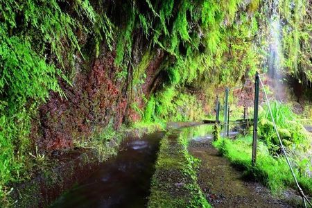 Full-day Levada do Rei walking tour to Ribeiro Bonito