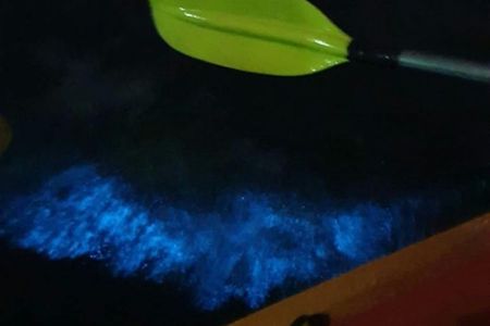 Guided sunset tour with bioluminescent plankton night kayaking