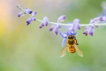Discover the Products of Beekeeping in Oristano
