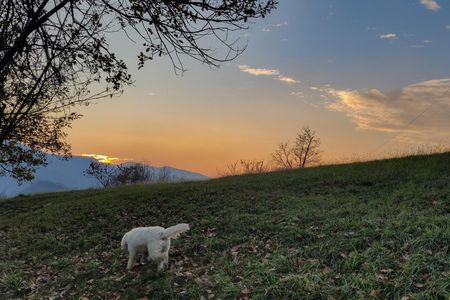 Truffle Hunting with Tasting in Gavi