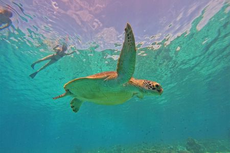 Shared Snorkeling Tour in Gili Islands