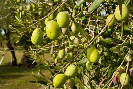 EVO oil tasting experience in Oristano with farm tour
