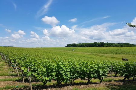Loire Valley Day from Tours with Visit to Azay le Rideau and Villandry