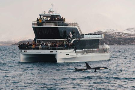 Silent whale watching tour by boat
