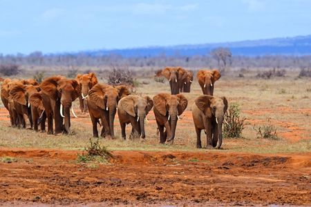 Tsavo East Safari with Overnight Stay at Sentrim Tsavo Camp