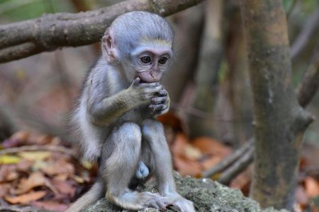 Barbados Full-Day Tour with Wildlife Reserve and St. Nicholas Abbey