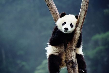 Private Guided Tour to Temple of Heaven, Panda House and Summer Palace