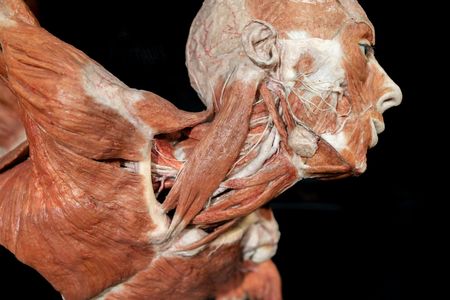 Tickets for Real Bodies Exhibition