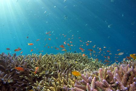 Full-day Cham Island Tour and Snorkeling