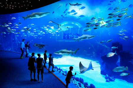 Poema del Mar Aquarium Visit and Guayadeque Canyon Tour