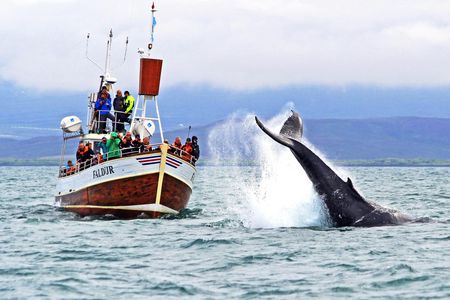 Whale Watching in Husavik