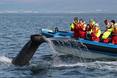 Húsavík whale safari and Puffin Island RIB boat tour