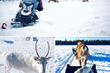 Traditional snowmobile safari in Levi to reindeer farm