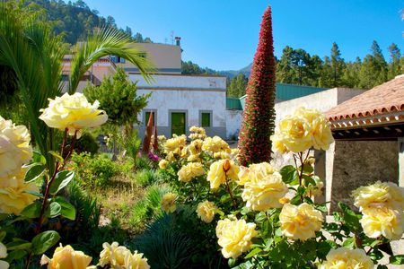 Southern Tenerife Tour with Vilaflor, Banana Plantation & Wine Tasting