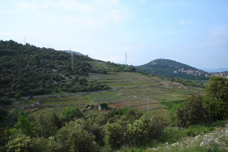 Pelješac, Ston, wine and oyster tasting private half-day tour