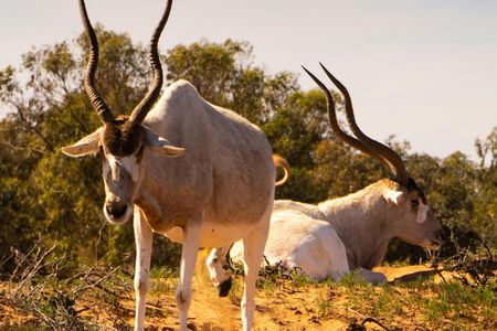 Souss-Massa National Park Guided Tour with Hotel Pickup