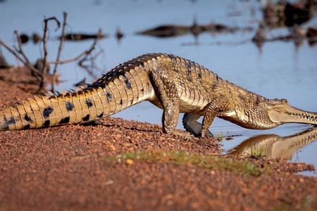 Jumping Crocodiles and Wildlife Adventure Tour from Darwin