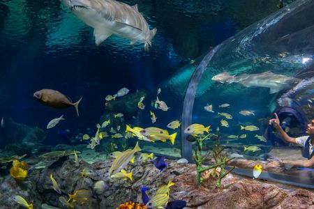 Mauritius Oceanarium Entrance Ticket With Transfer