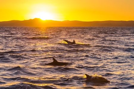 Sunset Dolphin Watching Boat Tour from Giardini-Naxos