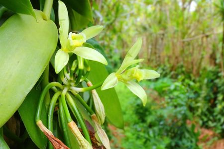 Private Tour to Spice Plantation from The Mora Zanzibar