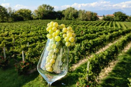 World of Lugana Wines Tour at Lake Garda