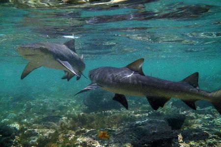 Sal Lemon Shark Experience