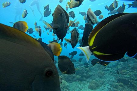 Nusa Penida snorkeling experience with Bali pickup
