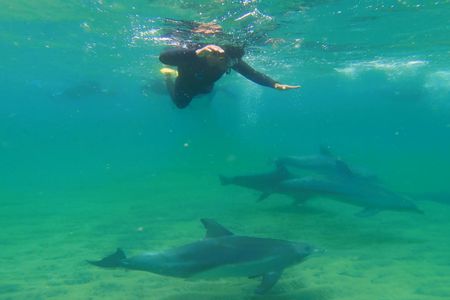Swim with Wild Dolphins in Bunbury