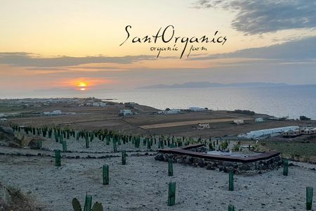 Santorini Private Agro-Educational Visit to an Organic Farm