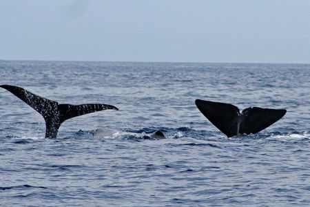 Whale and Dolphin Watching Boat Tour in Pico Island