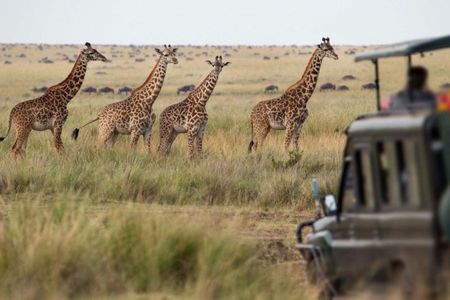Aquila Private Game Reserve Safari Experience from Cape Town