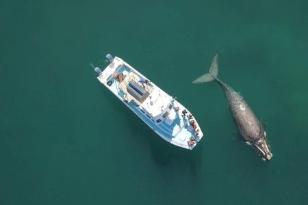 Whale Watching Tour in Gansbaai with Expert Guides